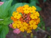 Lantana camara 'Miss Huff' in late summer/ fall in Moore County