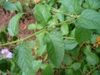 Lantana camara 'Miss Huff' leaves in the summer in Moore County