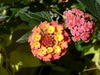 Flower clusters; flowers yellow turning orange-pink.