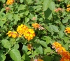 Close up of leaves and flowers in the fall, Pitt County.