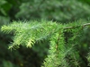 Larix kaempferi