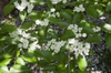 Leaves and flowers