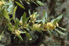 Leafy shoot with dense clusters of staminate flowers in axils