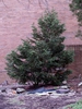 × Cupressocyparis leylandii 