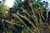 Lespedeza virginica