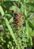 Lespedeza virginica