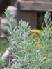 Leucophyllum frutescens