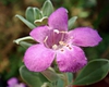 Leucophyllum frutescens