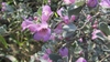 Leucophyllum frutescens