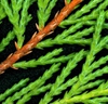 × Cupressocyparis leylandii 