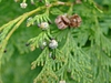 × Cupressocyparis leylandii 