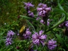 in summer in Moore county: flowers and leaves