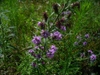 in summer in Moore county: flowers and leaves