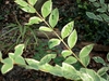 Leafy shoot showing green, gray-green, and cream variegation.