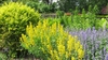 Bright chartreuse shrub adjacent to yellow & purple flowers.