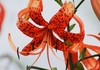 Close-up of single, pendent, orange flower with spotted tepals.