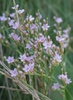 Limonium carolinianum