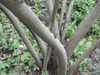 Bark