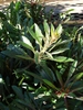 Form in Kahului, Maui