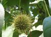 fruit