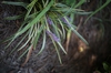Liriope muscari