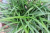 liriope  muscari skdavdison at nhc arboretum in wilmington