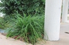 liriope  muscari skdavdison at nhc arboretum in wilmington