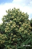 Lithocarpus henryi