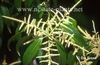 Lithocarpus henryi flower