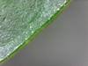Close-up photo of the leaf margin.