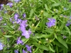 Purple flowers and leaves in spring in Moore County