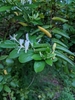 Shoot with flower buds and white, open flowers.