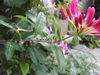 Opposite leaves & cluster of pink buds & open white flowers