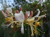 Tubular pink and white flowers with recurved corolla lobes
