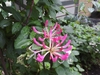 Large cluster of pink buds and open white flowers.