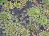 Ludwigia sedoides leaves