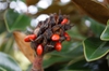 Red seeds, Pender County, NC 5/13/2015