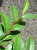 Leafy shoot showing alternate leaves and fuzzy twigs.
