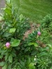 Magnolia liliiflora