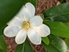 bloom May 2021