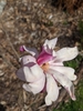 Flower 'Leonard Messel'