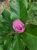 Magnolia liliiflora