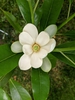 Magnolia virginiana