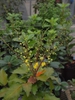 Mahonia 'JC Raulston'