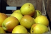 Malus domestica 'GoldRush' apples