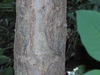 crabapple bark