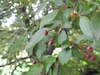 crabapple fruit