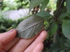 back of leaf