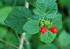 Malvaviscus arboreus var. drummondi