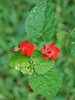 Malvaviscus arboreus var. drummondi